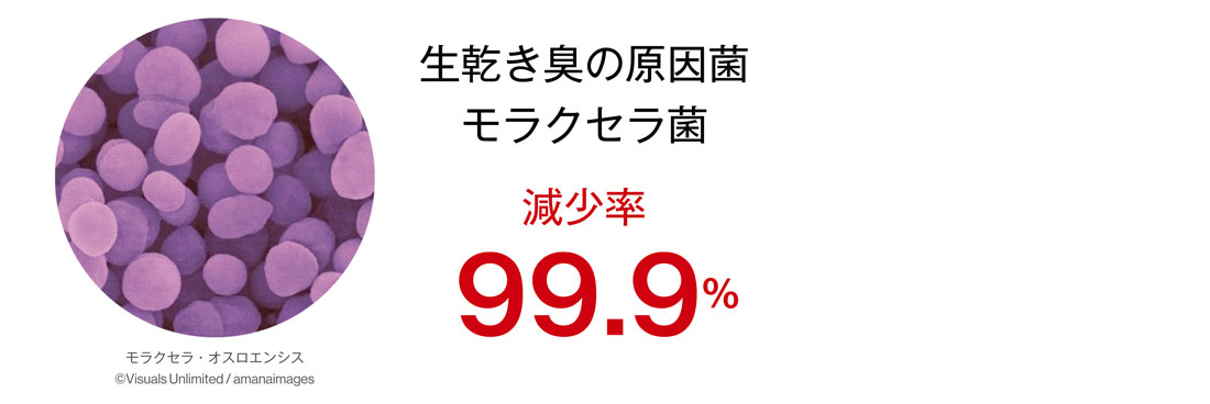 生乾き臭の原因菌モラクセラ菌